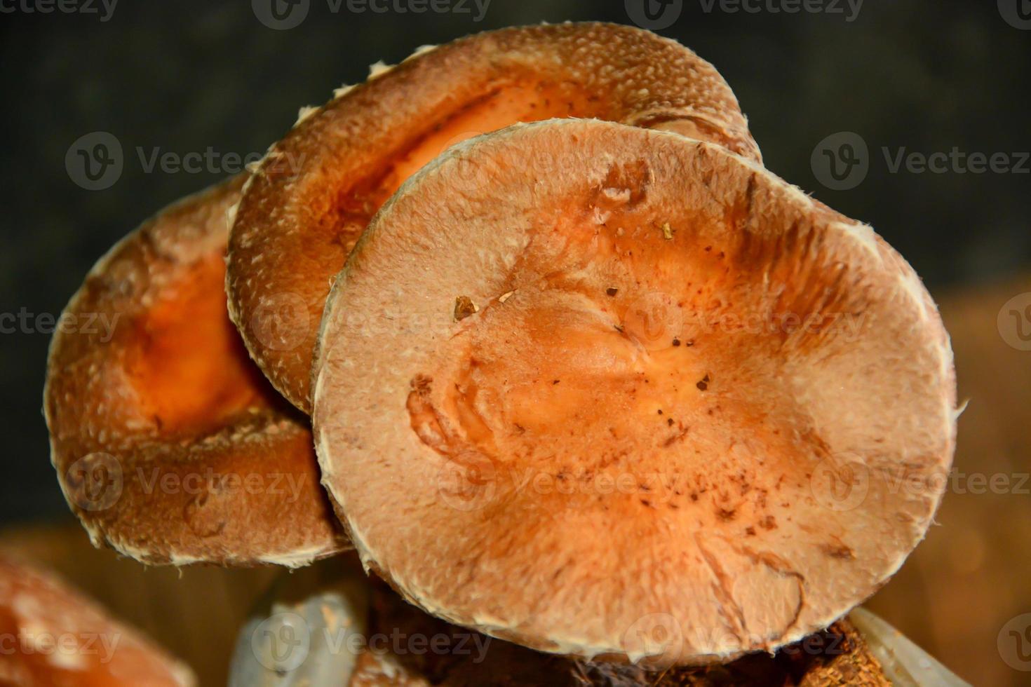 Shitake mushrooms growing in a controlled environment photo