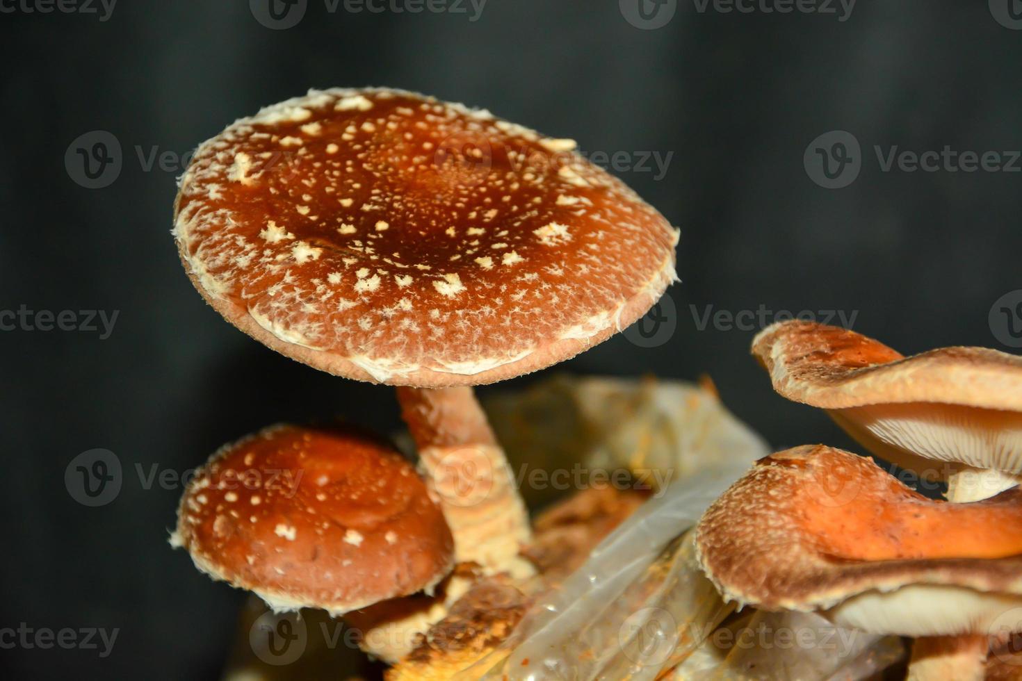 Shitake mushrooms growing in a controlled environment photo
