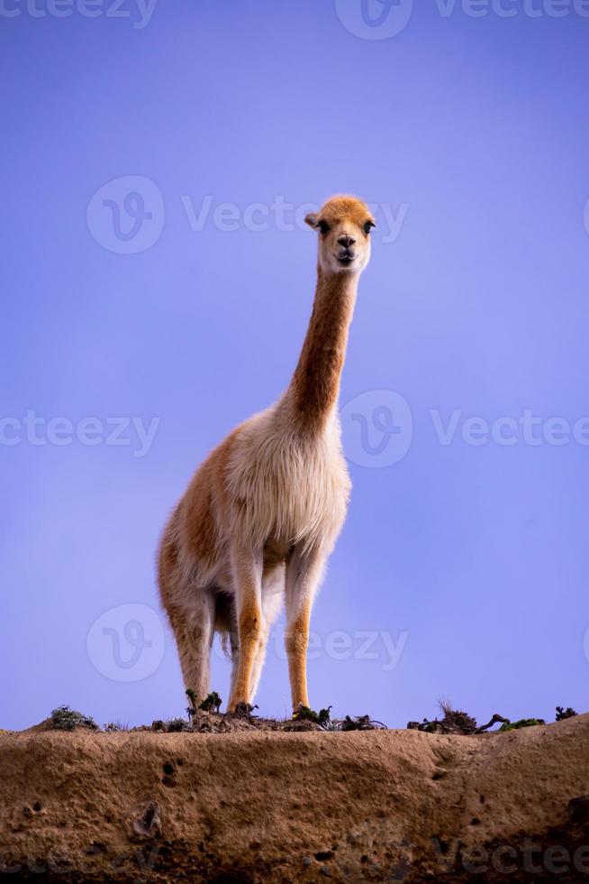 reserva vicuña chomborazo, ecuador foto