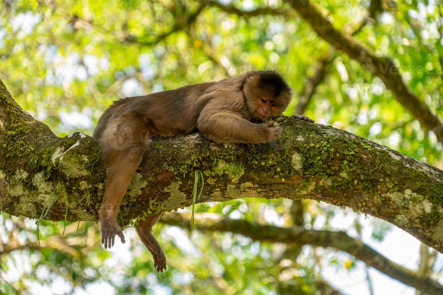 mono capuchino en un árbol foto
