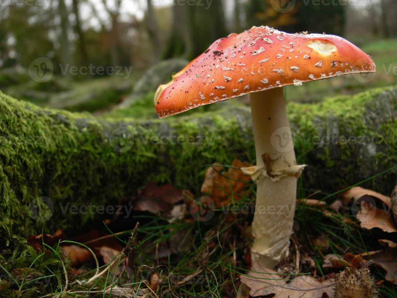 A red mushroom with a white stalk photo