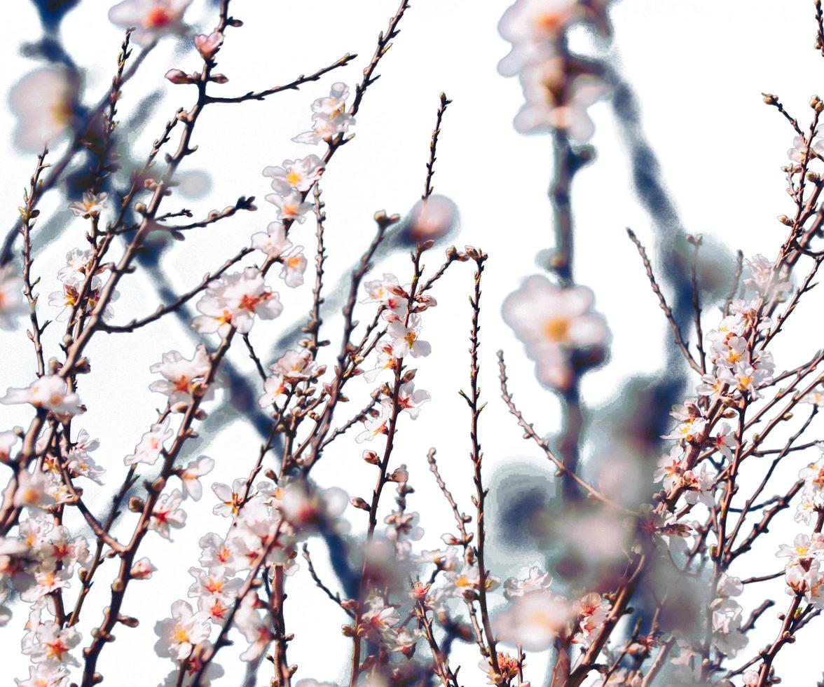 Superposiciones de rama floreciente de flor de hoja blanca y verde abstracta de árbol de flores de cerezo de primavera en blanco. foto