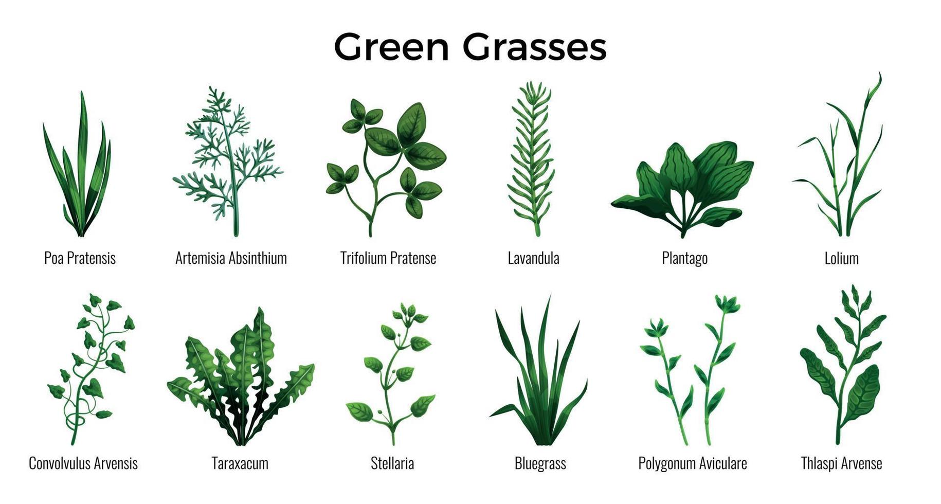 Green Grasses Set vector