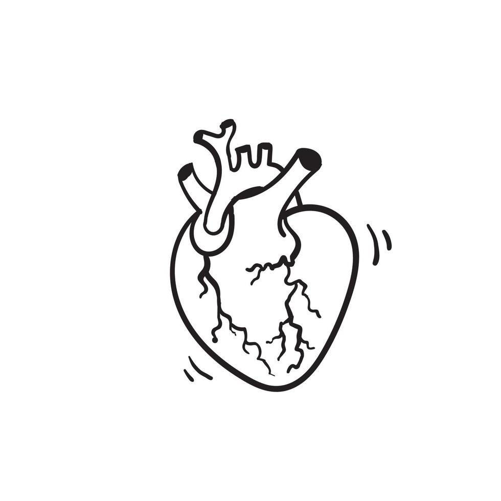 hand drawn vector isolated human heart. Anatomically correct heart with venous system.doodle