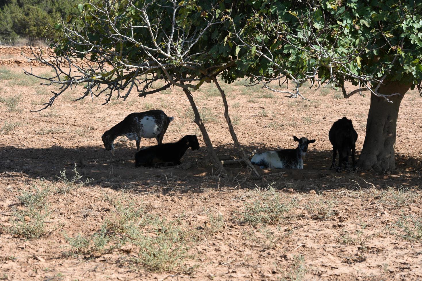 Cabras bajo la higuera en el campo de la isla de Formentera, España foto