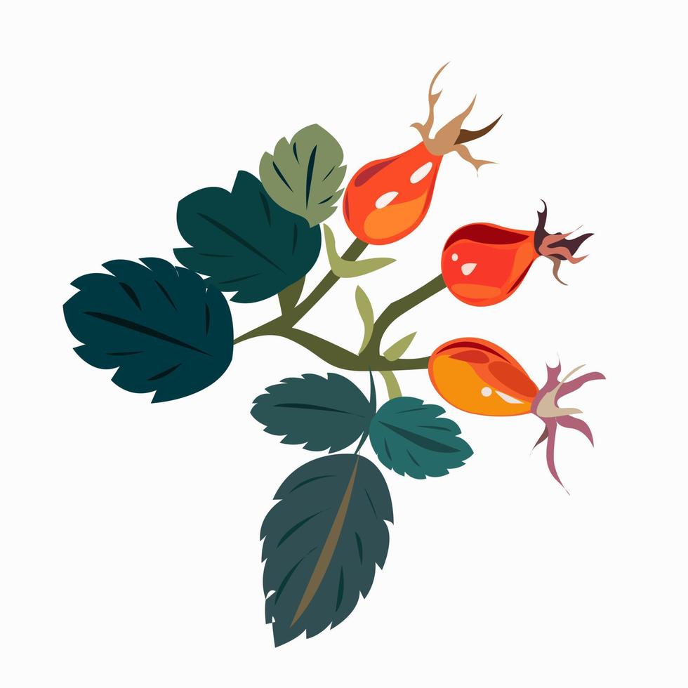 Oval rosehip fruits and green leaves vector