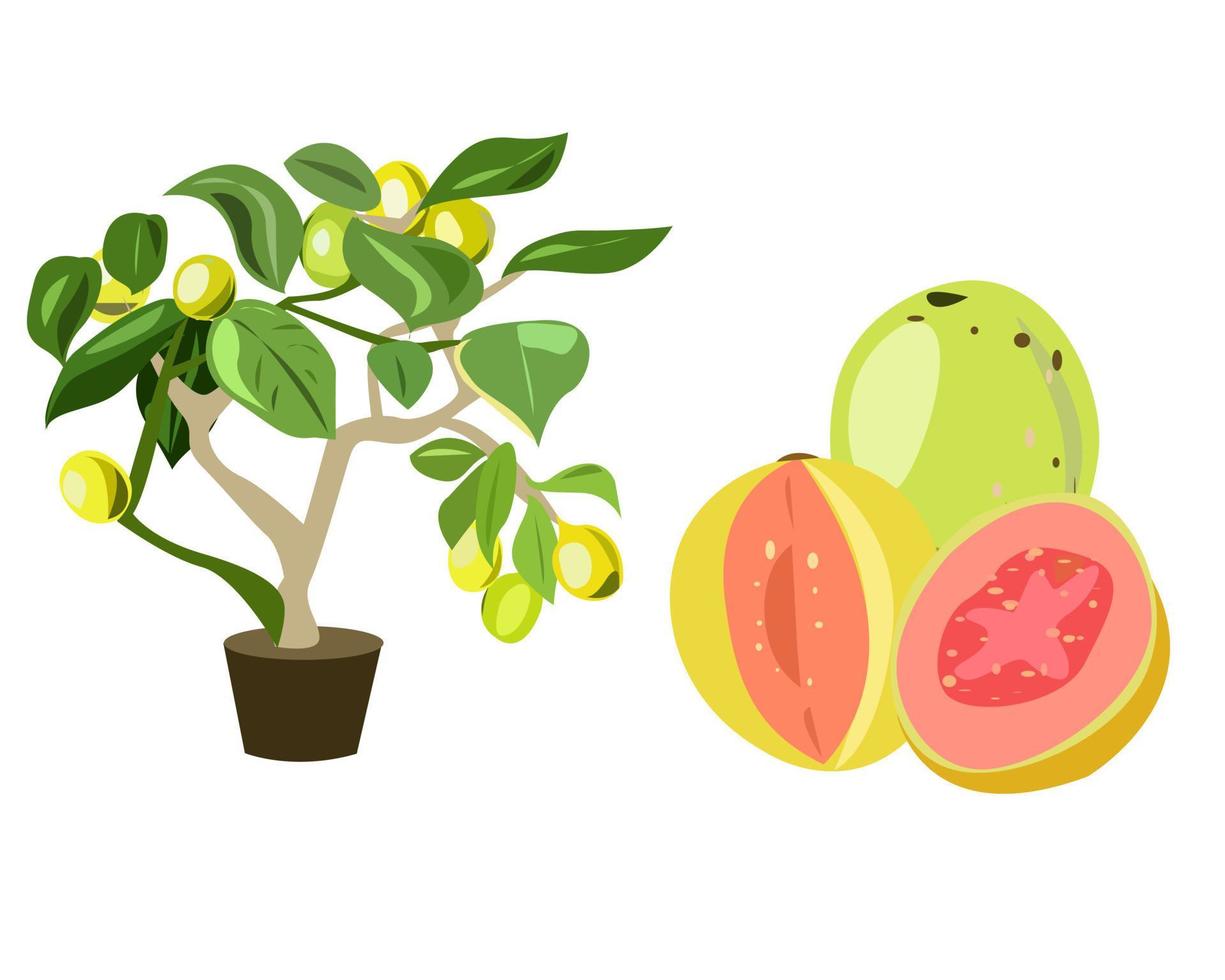 Guava is a tropical plant with fruit vector