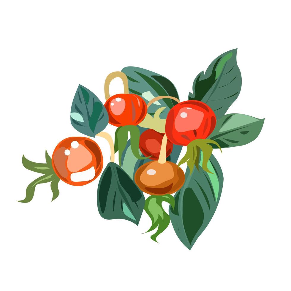 Round rosehip fruits are red in color vector