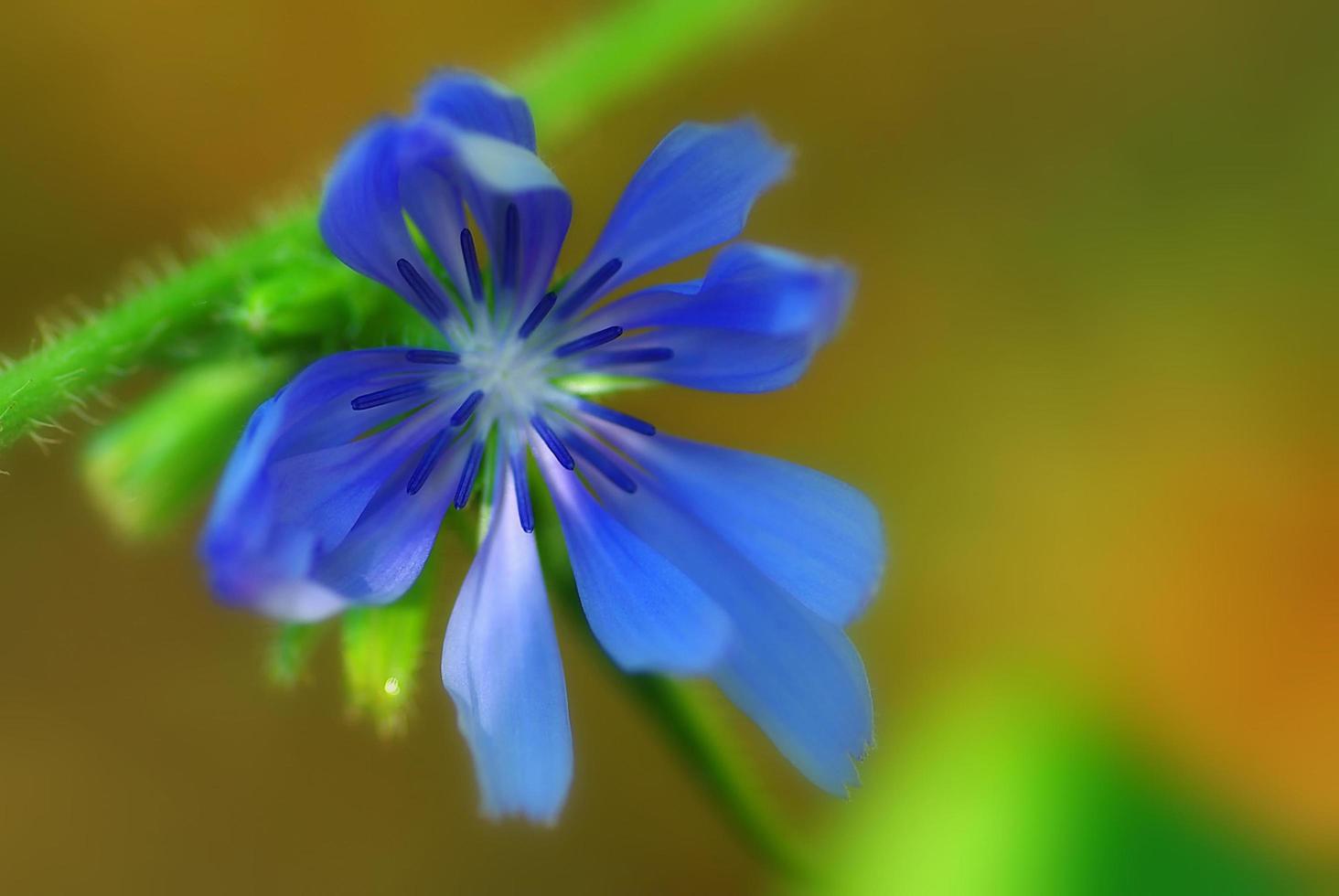 Blue Chicory Flower photo