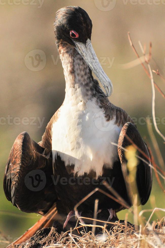 Frigate bird sitting in the cliff photo