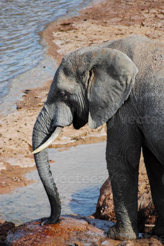 elefante por el pozo de agua foto