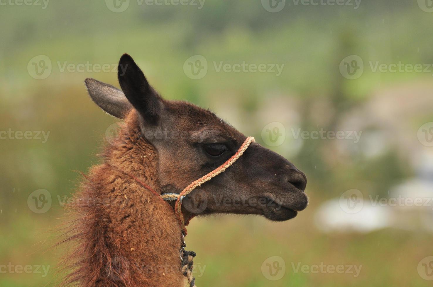 a llama, Ecuador photo