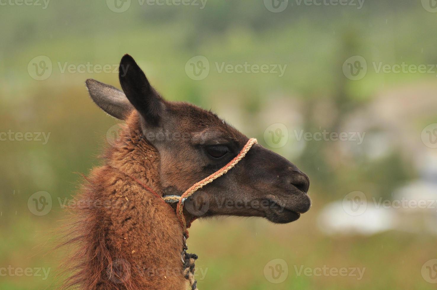 una llama, ecuador foto