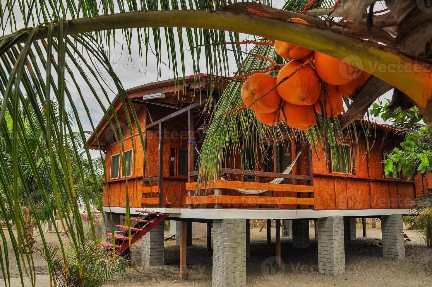 Beach cabin and coconuts photo
