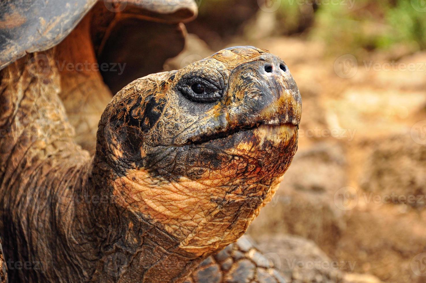 A Close up of a Tortoise Head photo