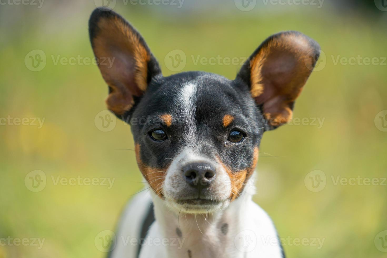 a young black and white chihuahua photo