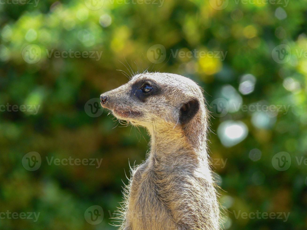 A single meerkat photo