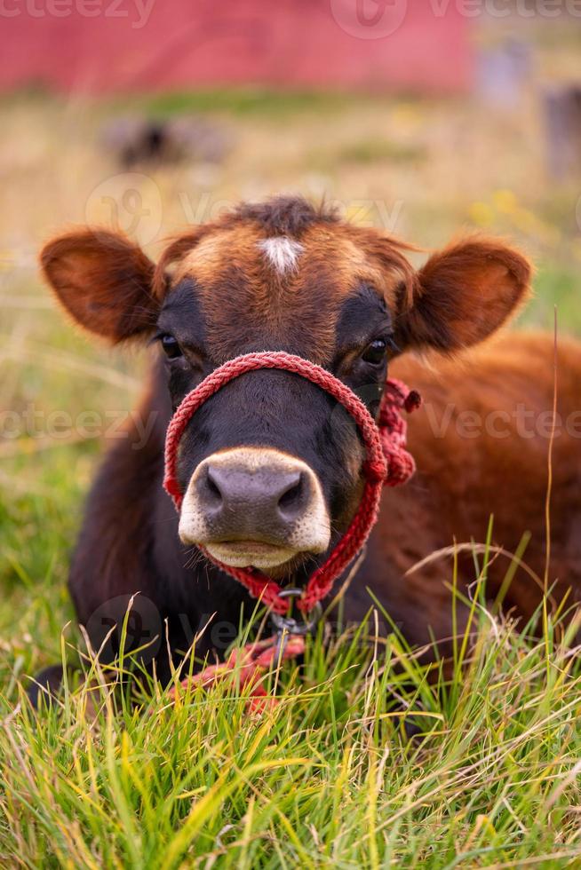 A young cow lying down photo