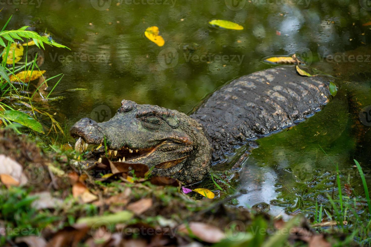 Caiman on the banks of a lagoon photo