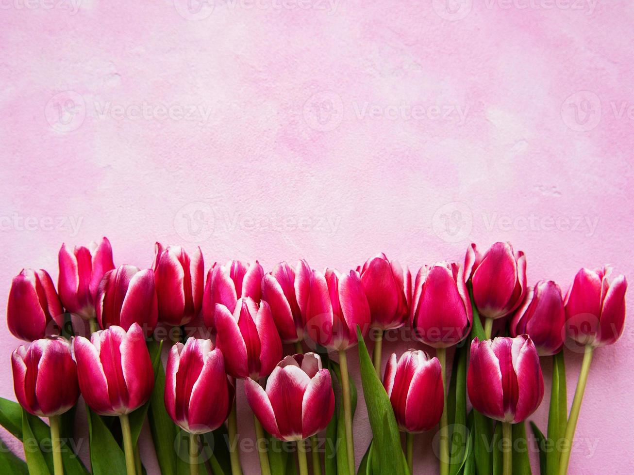 Pink spring tulips photo