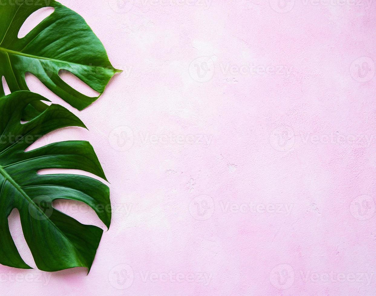 Tropical leaves monstera photo