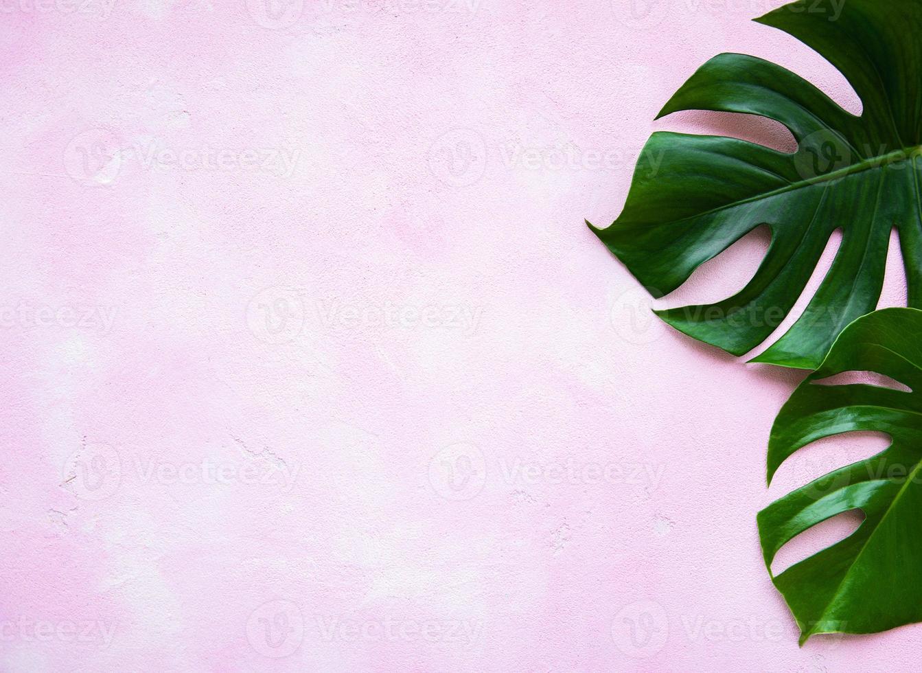 Tropical leaves monstera photo