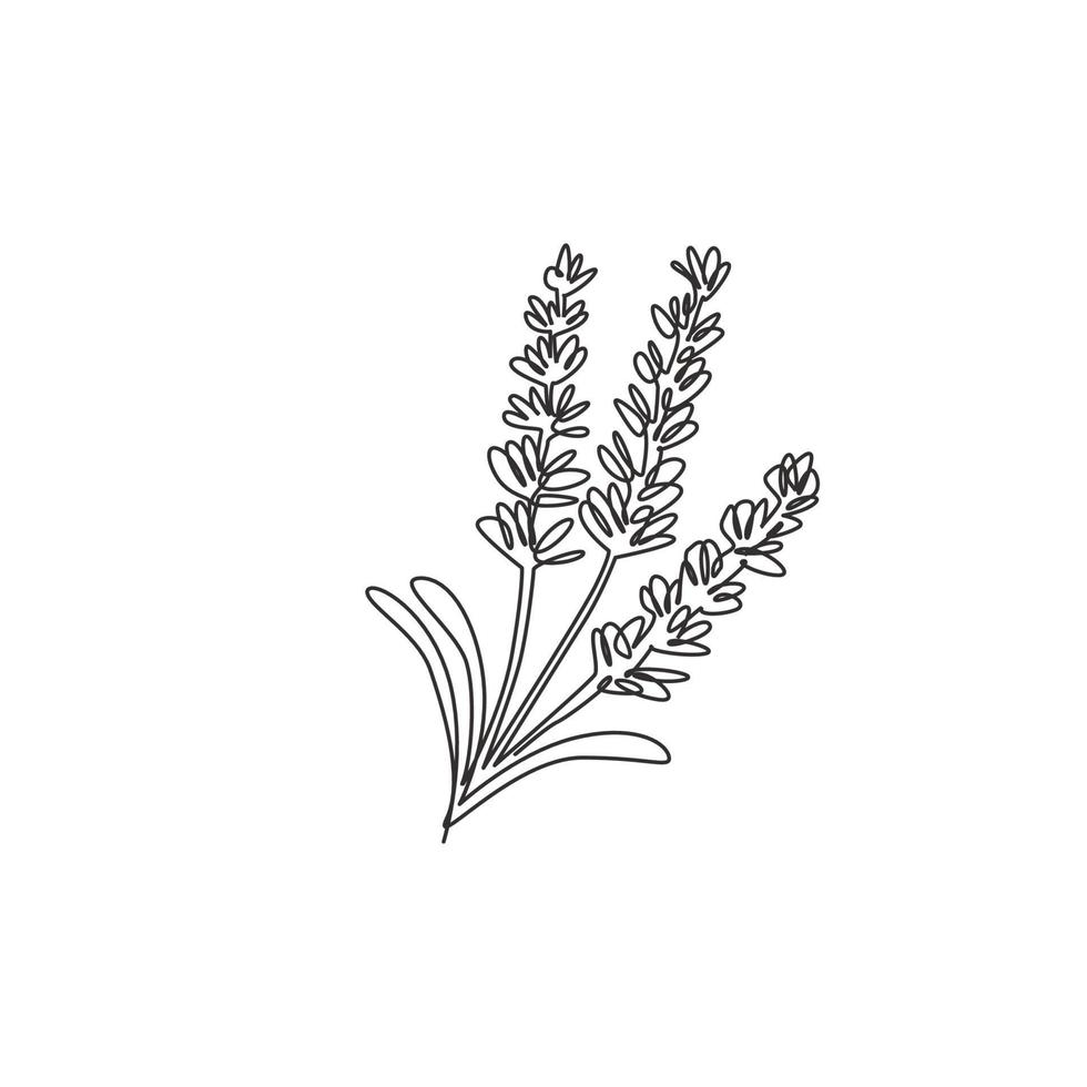 Single continuous line drawing of beauty fresh lavandula for garden logo. Printable decorative lavender flower for home wall decor art poster print. Modern one line draw design vector illustration