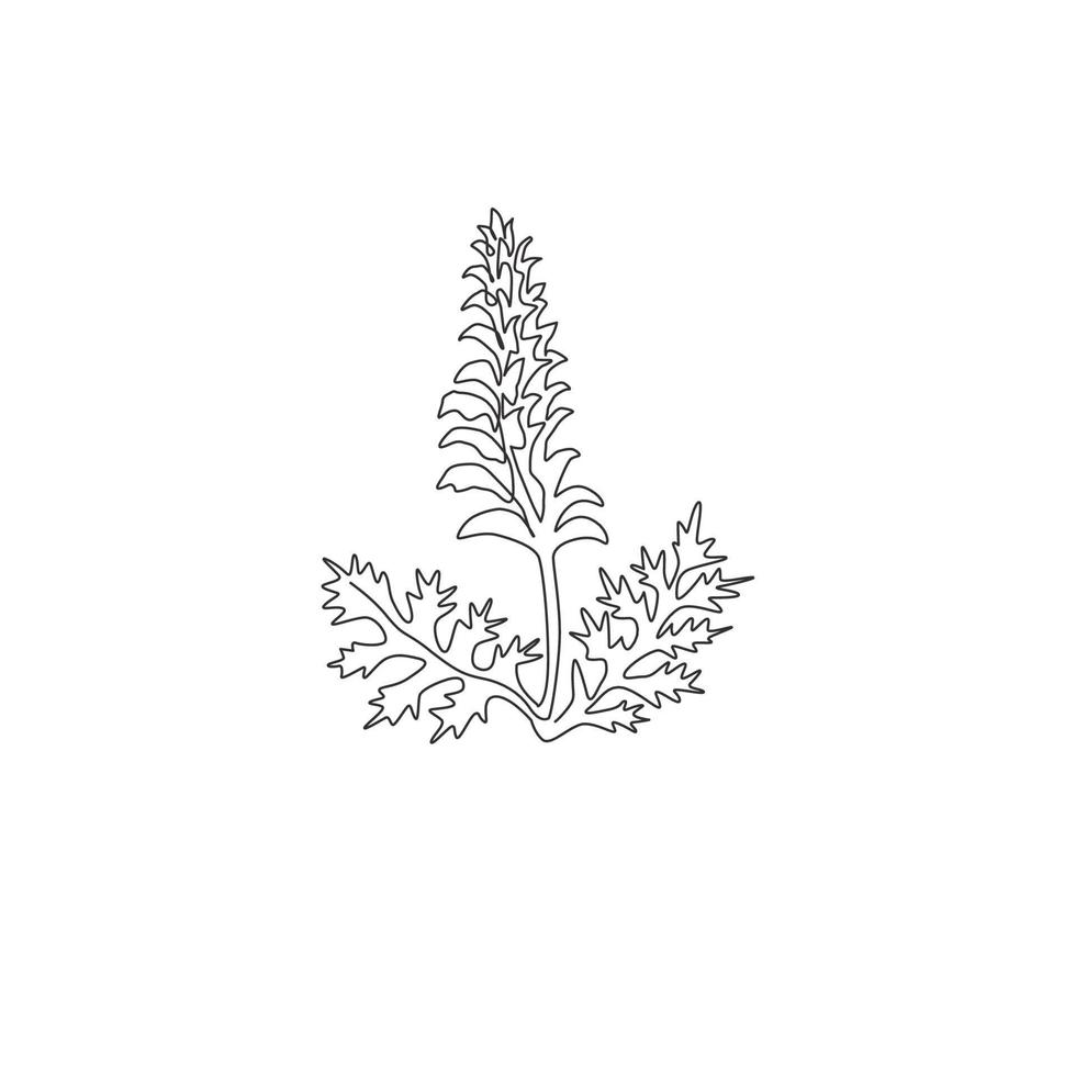 Single continuous line drawing of beauty fresh bear's breeches for garden logo. Decorative acanthus flower concept for floral invitation card frame. Modern one line draw design vector illustration