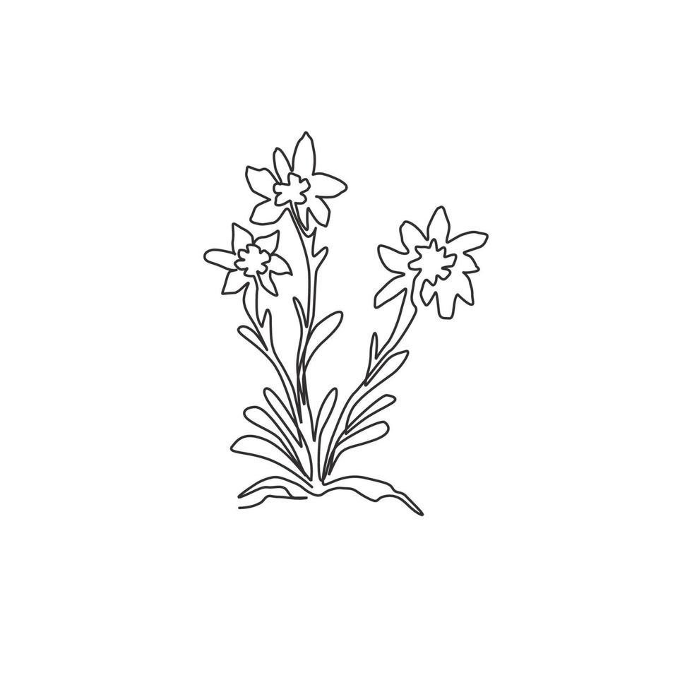 One continuous line drawing beauty and exotic leontopodium plant for home wall decor art poster print. Decorative edelweiss flower for national park logo. Single line draw design vector illustration