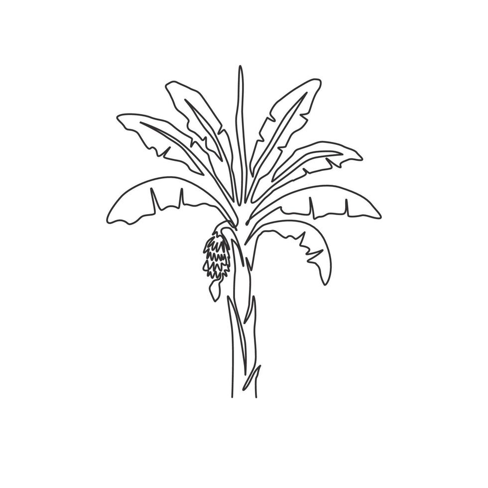 Single one line drawing fertile and fresh banana tree. Decorative banana plant for plantation company. Agriculture cultivation concept. Modern continuous line draw design graphic vector illustration