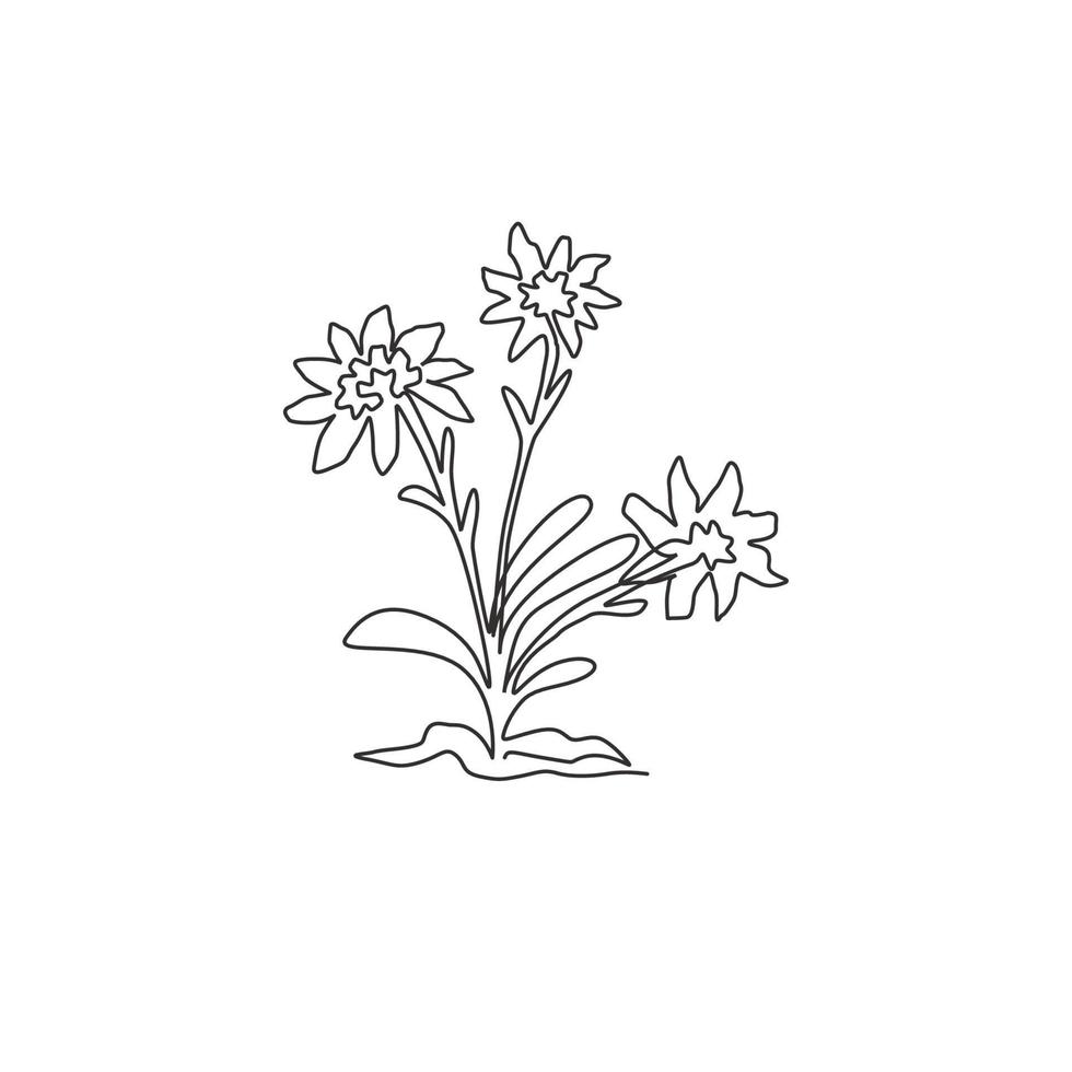 Single continuous line drawing beauty and exotic mountain edelweiss flower. Decorative leontopodium plant for home wall decor art poster print. Modern one line draw design vector graphic illustration