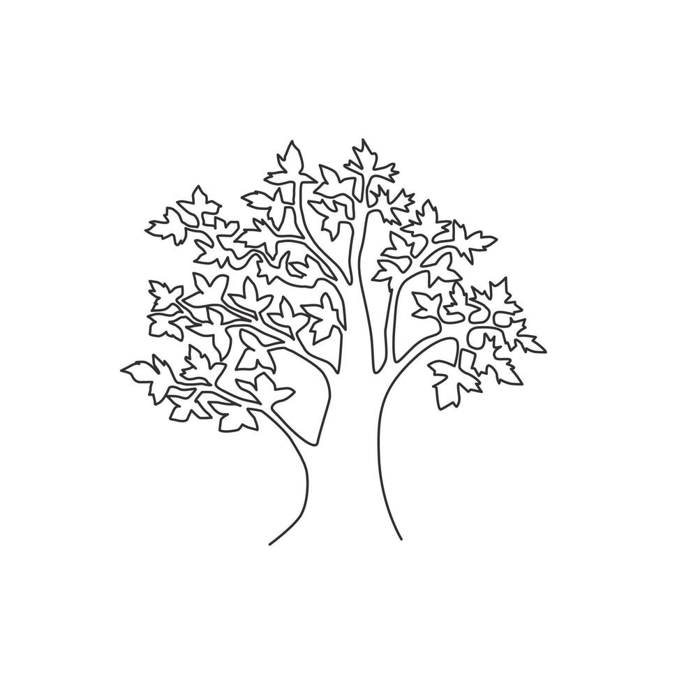 One continuous line drawing of big beauty and exotic maple tree. Decorative acer pseudoplatanus plant concept for national park logo. Trendy single line draw design vector graphic illustration