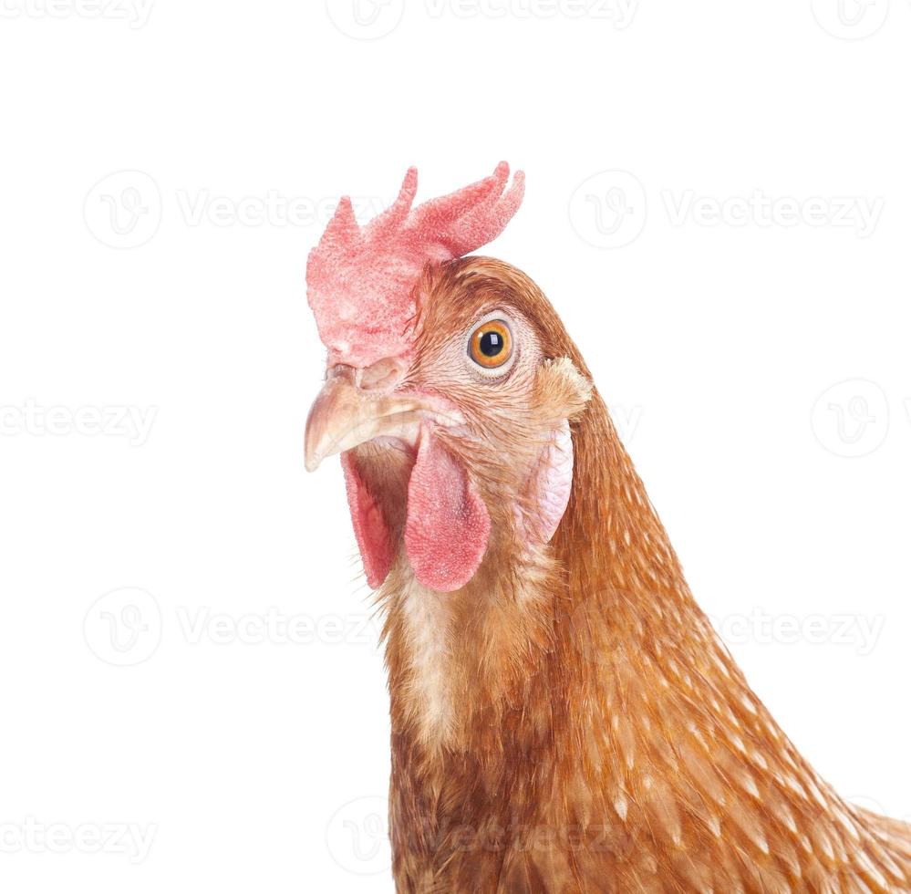 chicken head  isolated white background photo