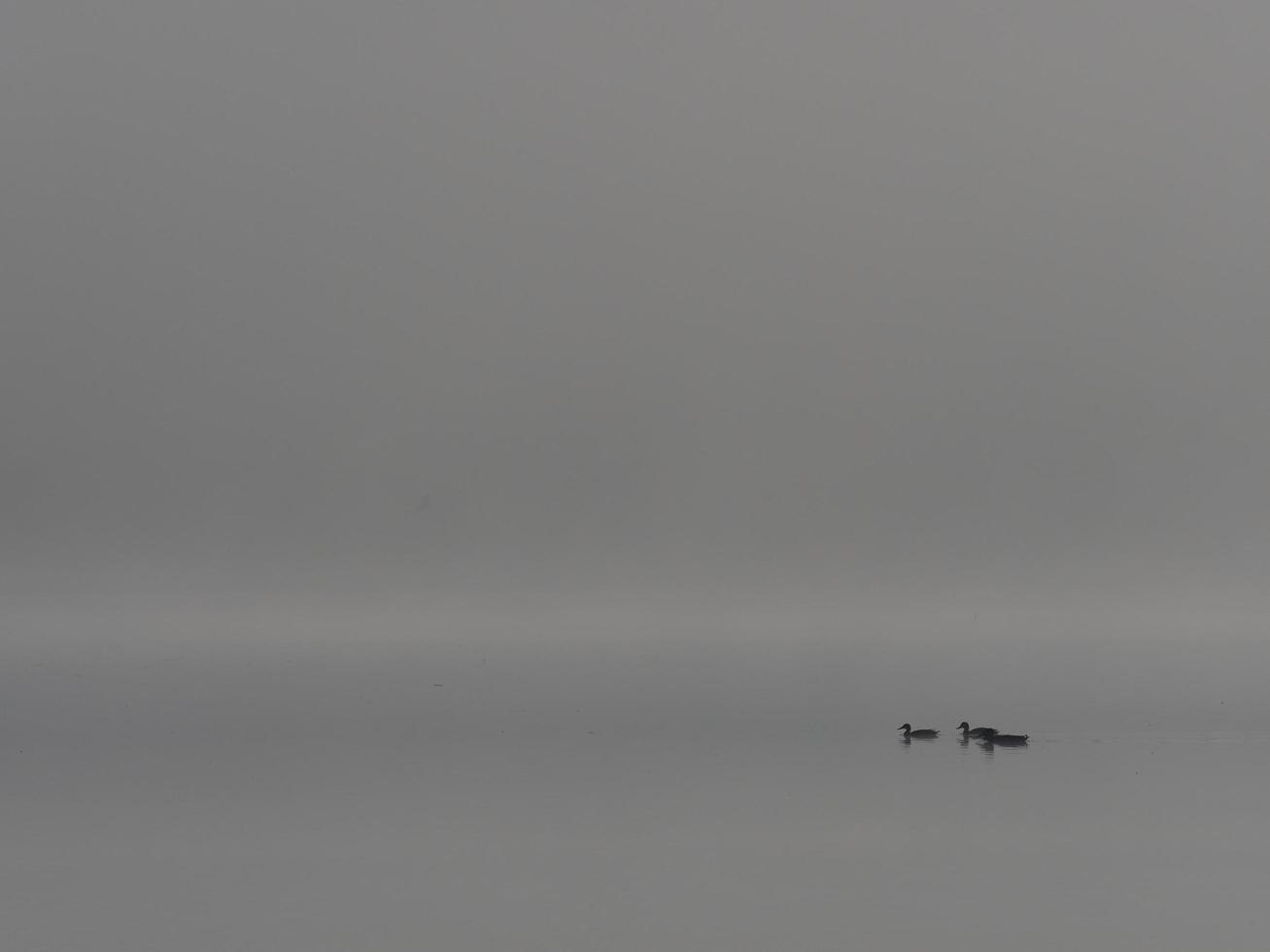 Ducks in the fog, Bellus reservoir, Spain photo