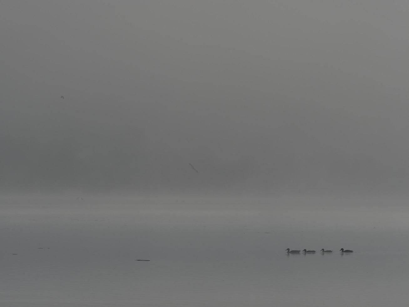 Patos en la niebla, embalse de Bellus, España foto