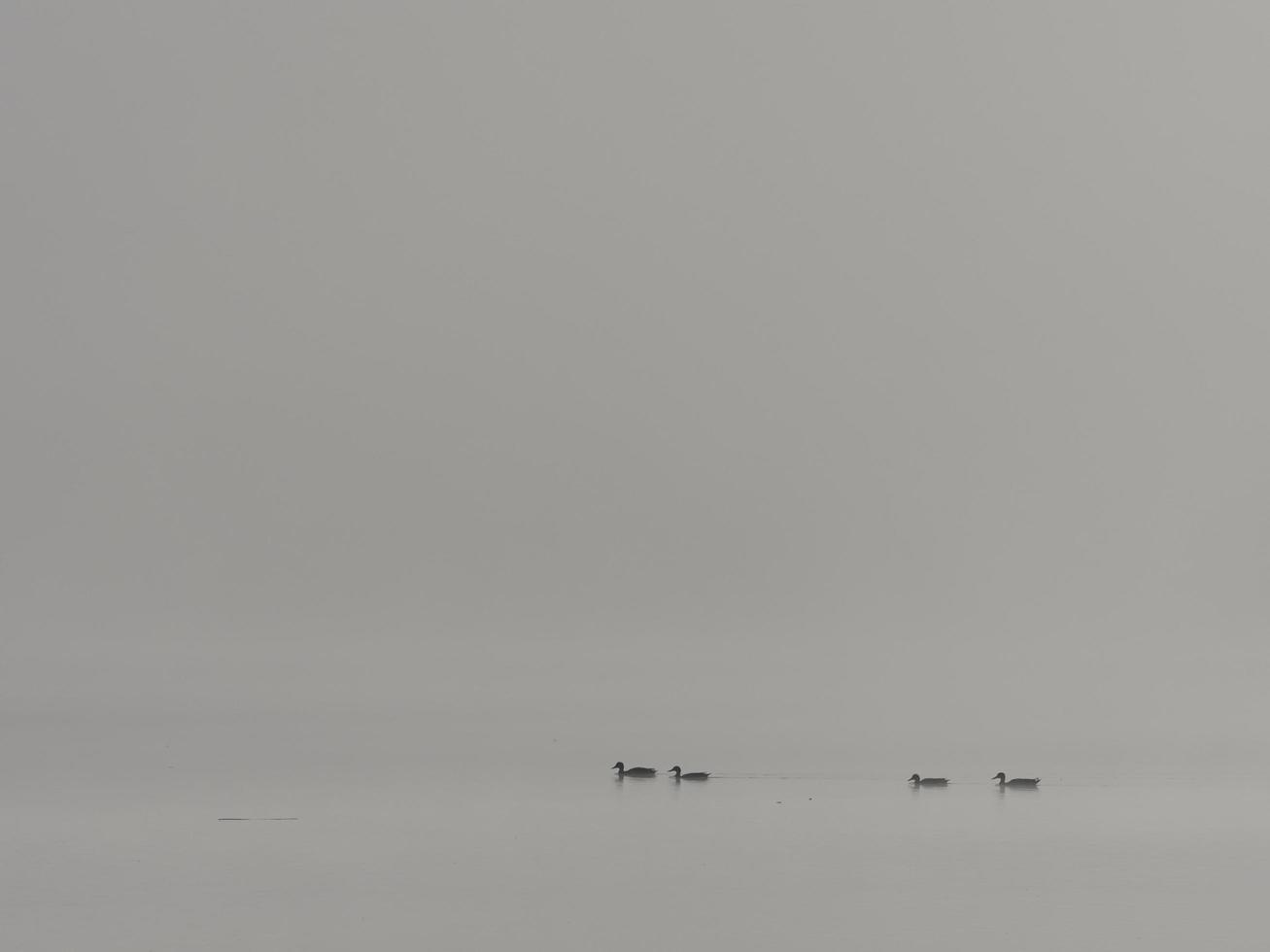 Patos en la niebla, embalse de Bellus, España foto