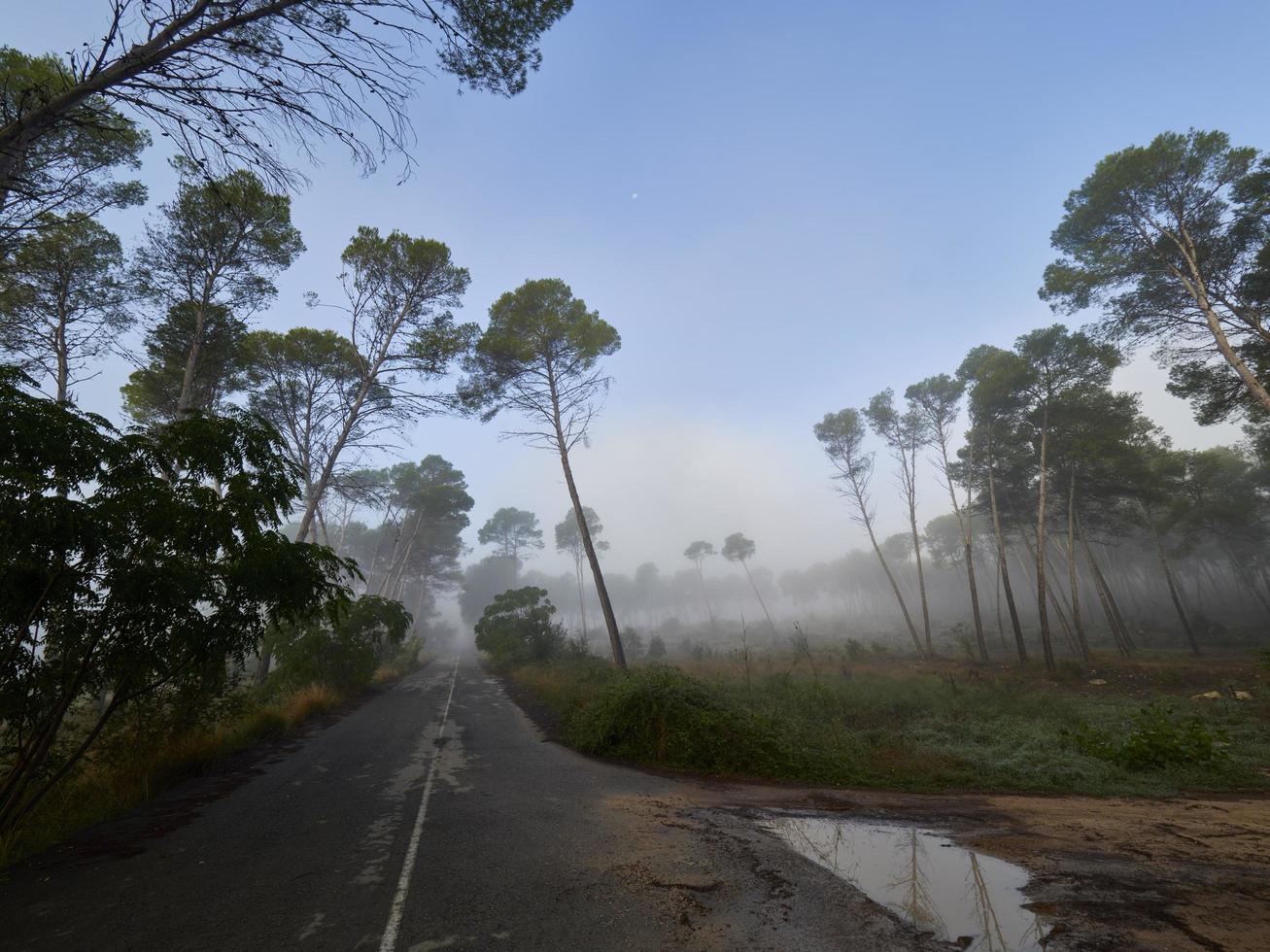 Fog in the forest, Bellus, Spain photo