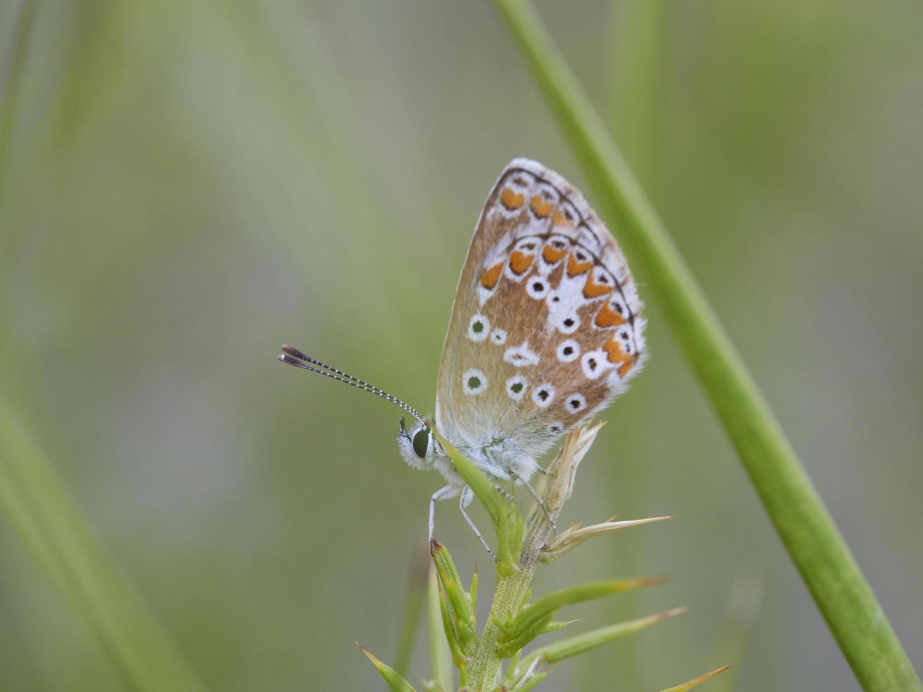 Butterfly in some bushes, near Almansa, Spain photo