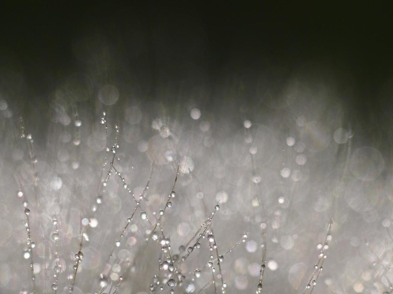 Macro photography of dandelion in the surroundings of Almansa, Spain. photo