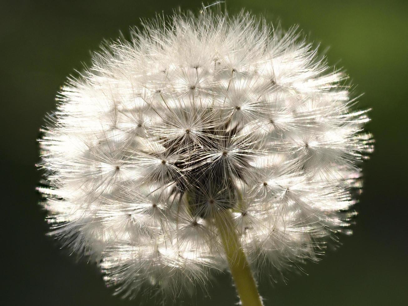 Macro photography of dandelion in the surroundings of Almansa, Spain. photo