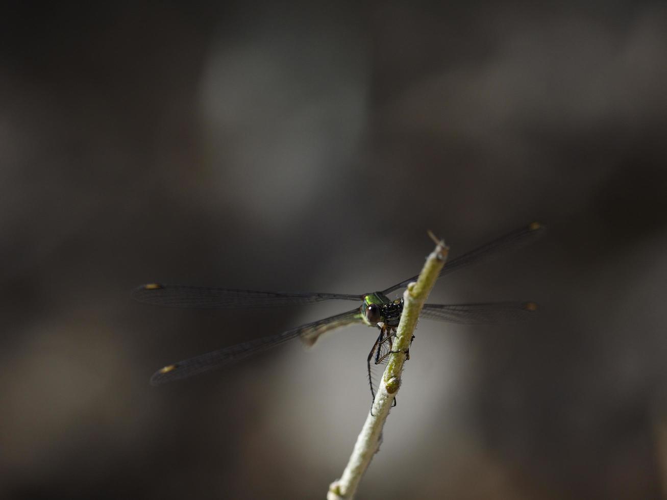 Damselfly in some bushes, near Almansa, Spain photo