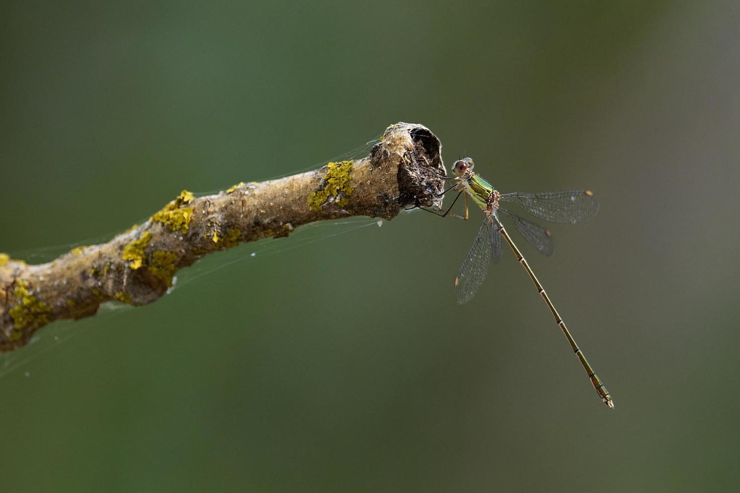 Damselfly in some bushes, near Almansa, Spain photo