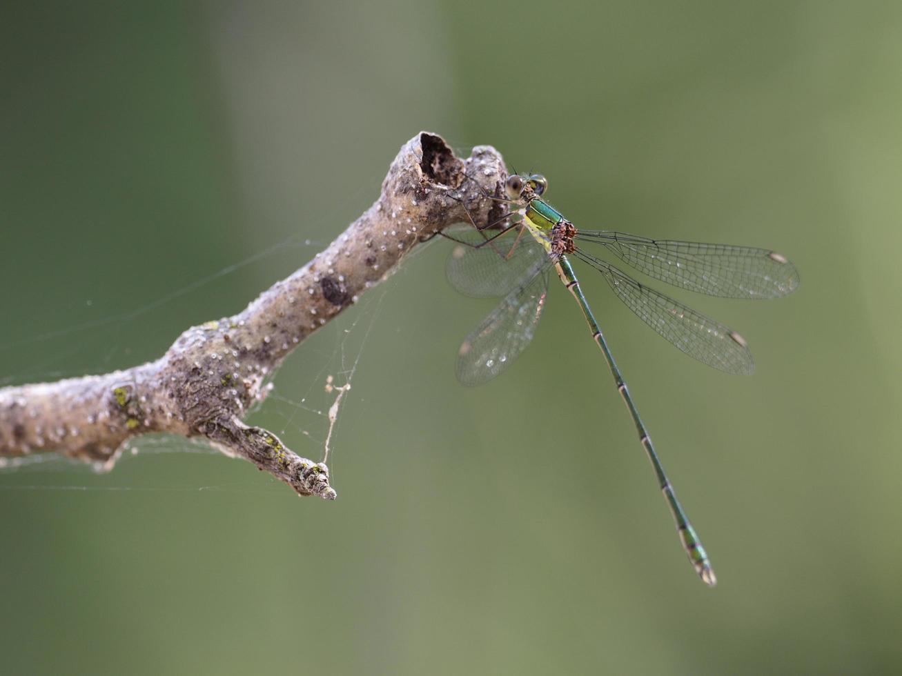 Damselfly in some bushes, near Almansa, Spain photo