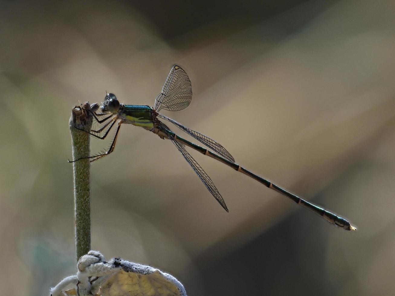 Damselfly in some bushes, near Almansa, Spain photo