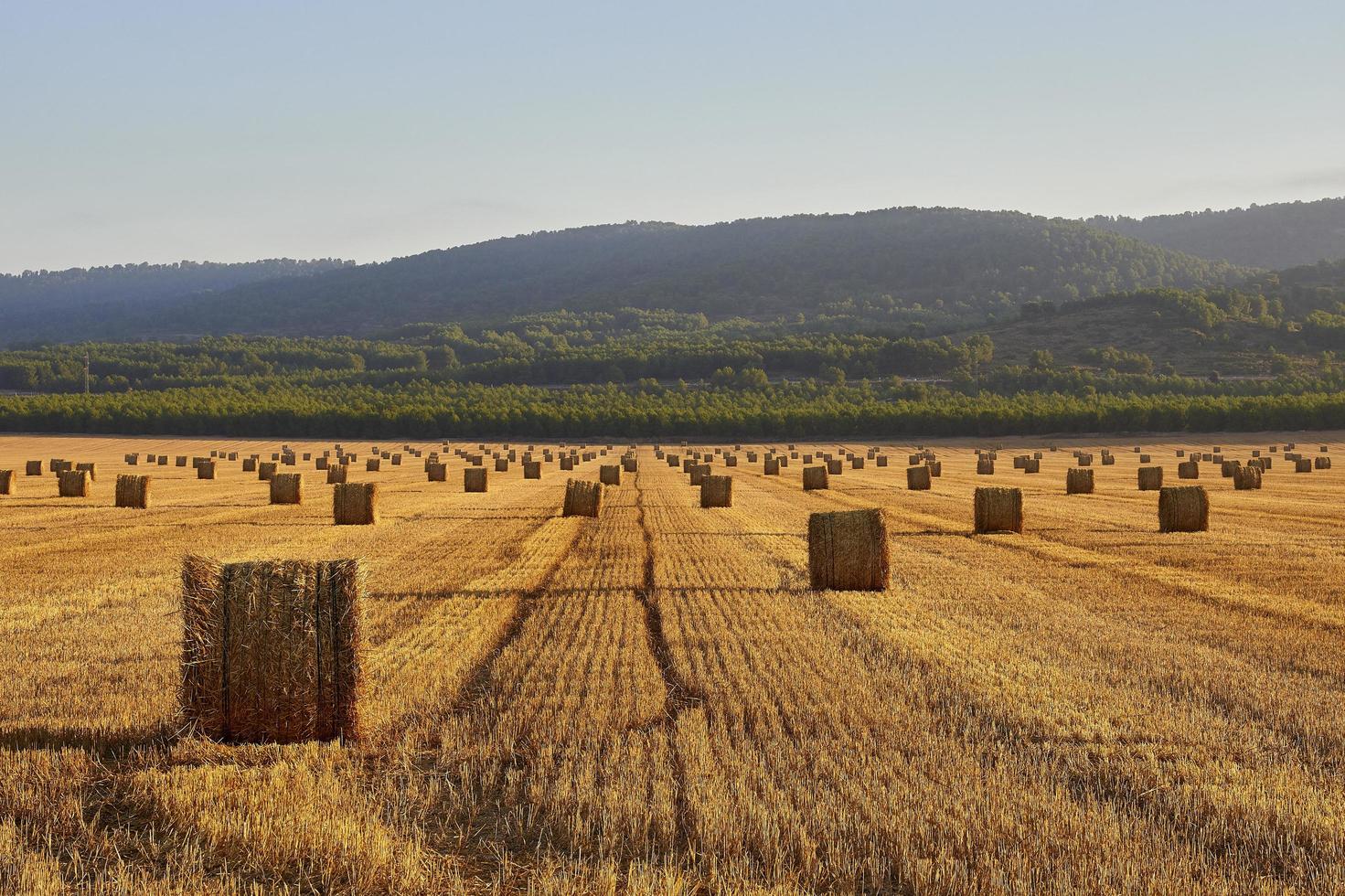 Straw bales in a cereal field early in the morning, Almansa, Spain photo