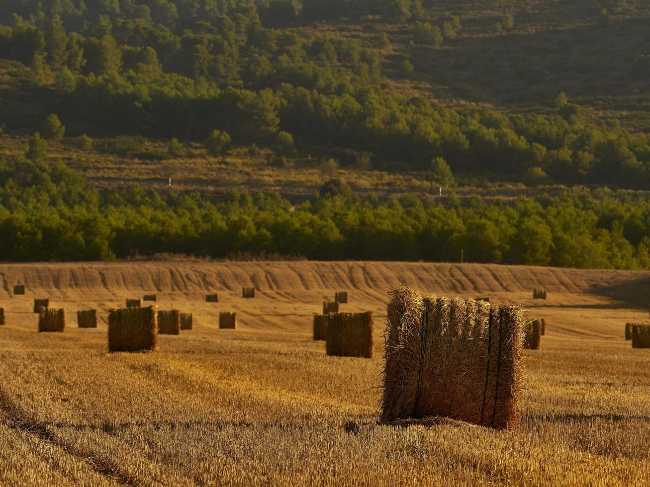 Straw bales in a cereal field early in the morning, Almansa, Spain photo