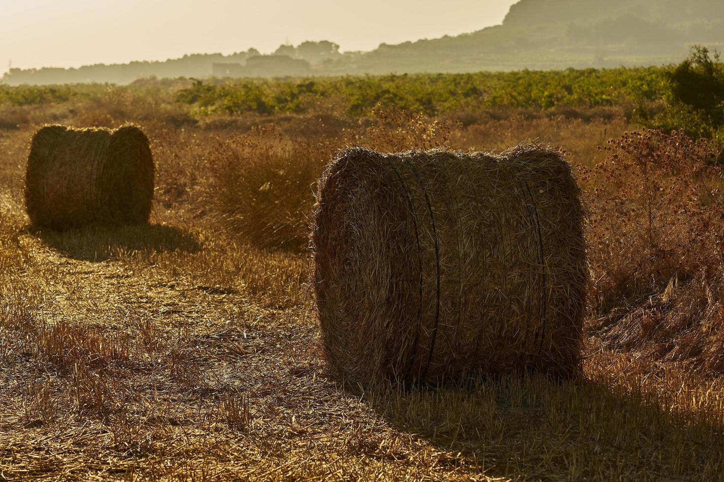 Fardos de paja en un campo de cereales temprano en la mañana, Almansa, España foto