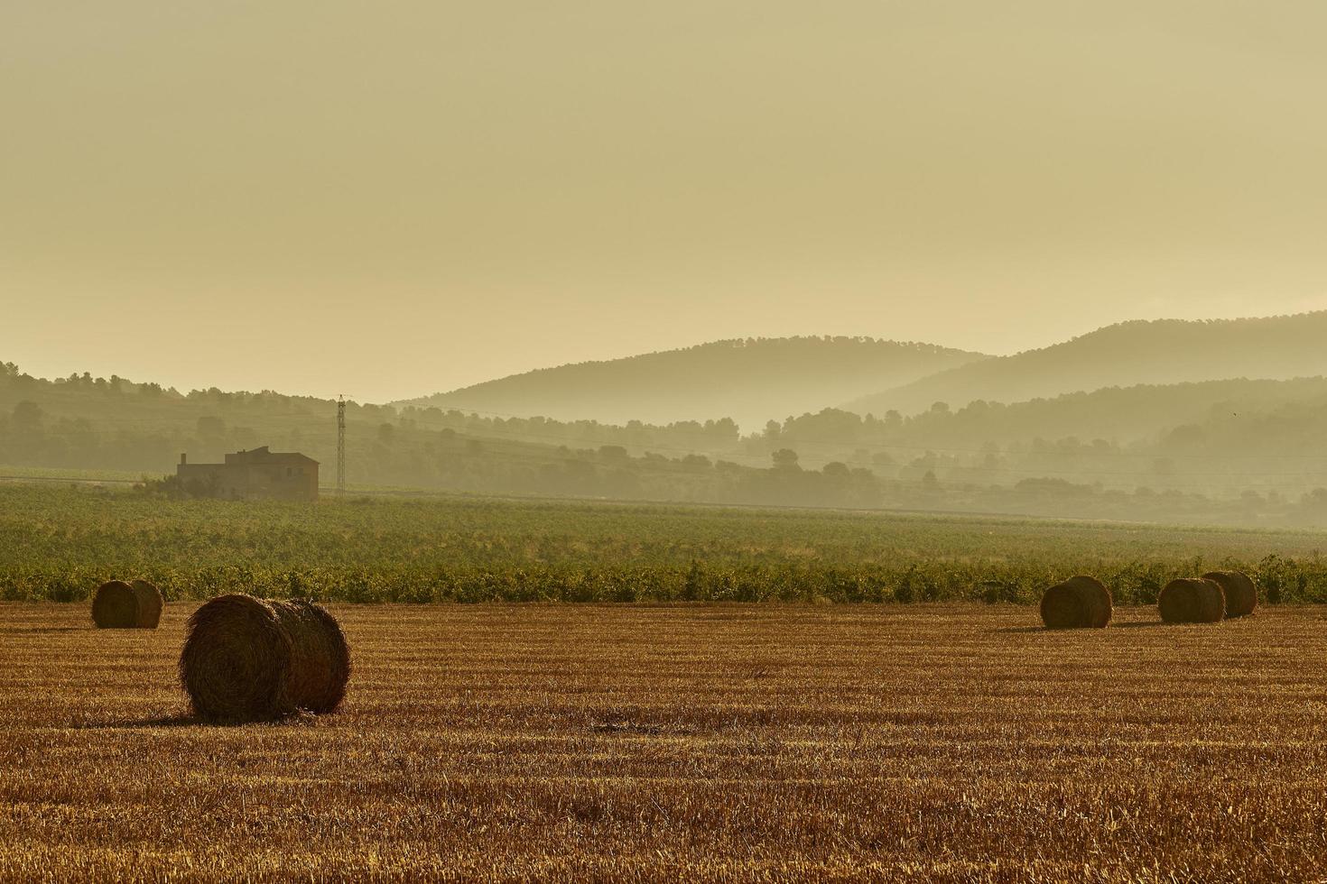 Straw bales in a cereal field early in the morning, Almansa, Spain photo