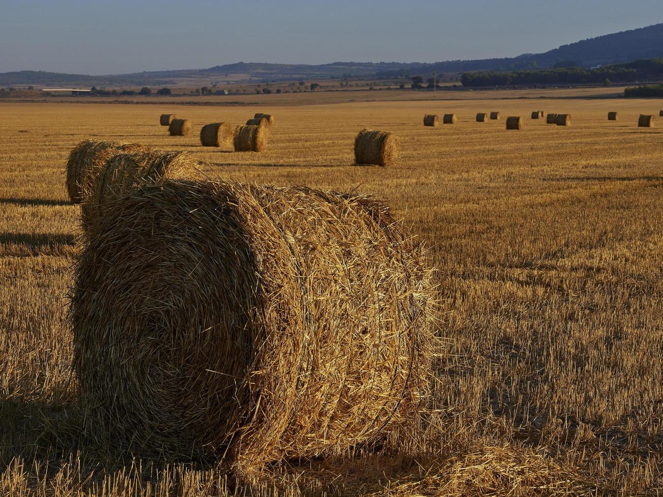 Fardos de paja en un campo de cereales temprano en la mañana, Almansa, España foto