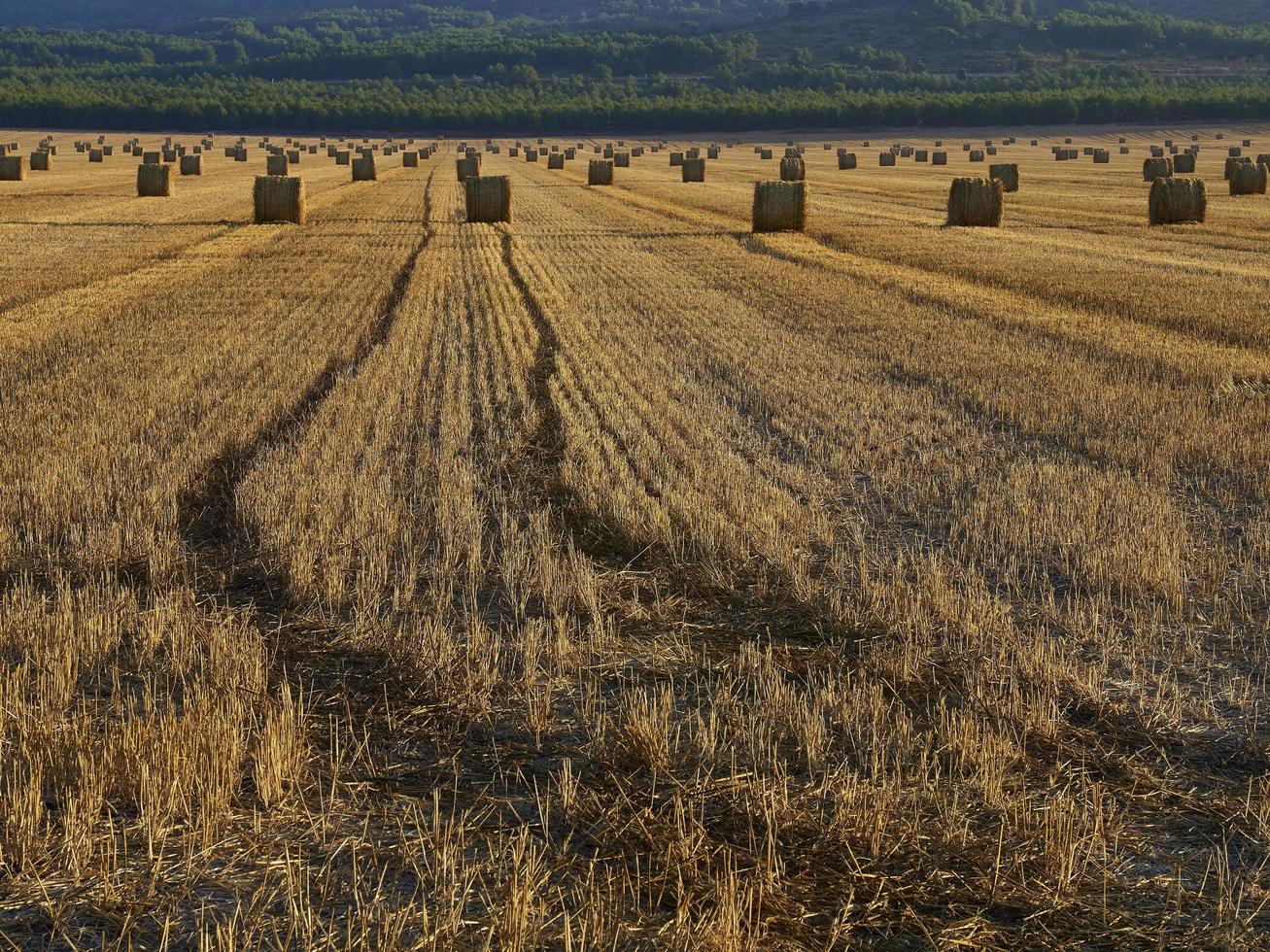 Fardos de paja en un campo de cereales temprano en la mañana, Almansa, España foto